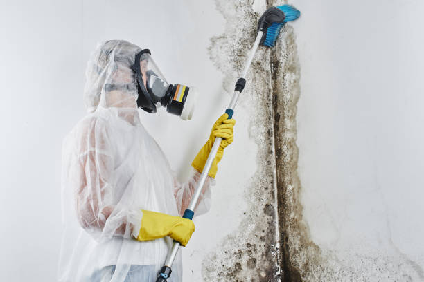 Best Basement Mold Remediation in Middlebush, NJ