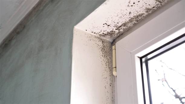 Best Emergency Mold Remediation in Middlebush, NJ