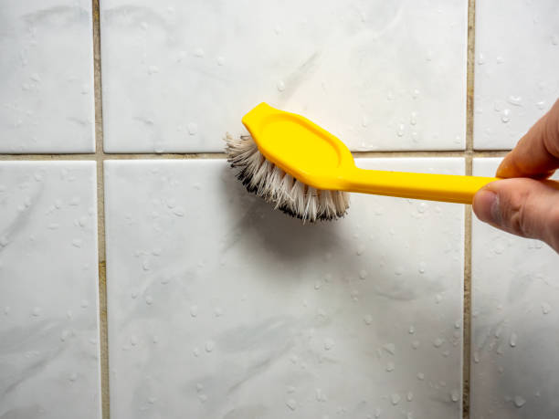 Trusted Middlebush, NJ Mold Remediation Experts
