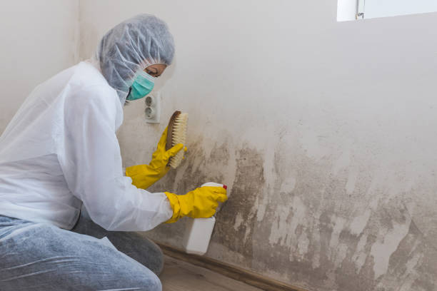 Best Post-Remediation Services in Middlebush, NJ