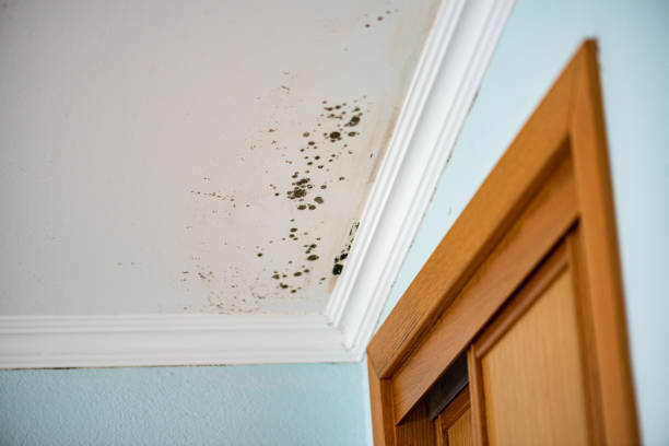 Best DIY Mold Remediation Support Services in Middlebush, NJ