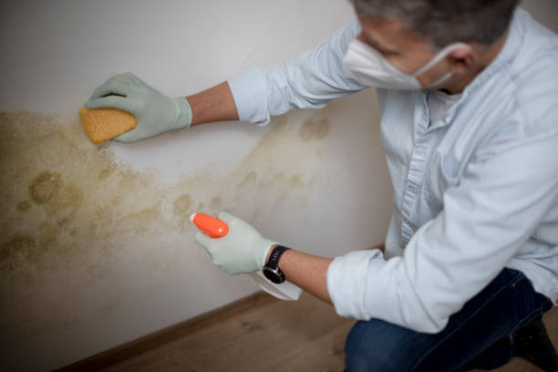Best Residential Mold Remediation in Middlebush, NJ