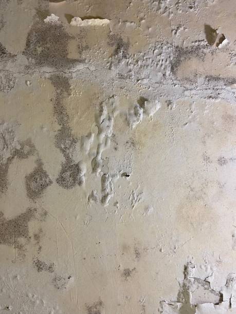 Best Localized Mold Remediation (e.g., coastal areas, humid climates) in Middlebush, NJ