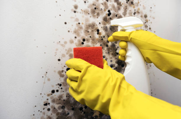 Professional Mold Remediation in Middlebush, NJ