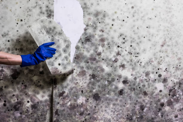 Best Basement Mold Remediation in Middlebush, NJ
