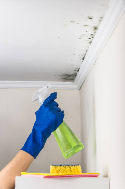 Best DIY Mold Remediation Support Services in Middlebush, NJ